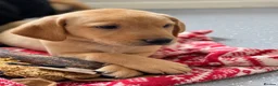 Labrador Retriever dogs for sale: Beautiful KC Labrador Pups Ready To Leave - Advert 25