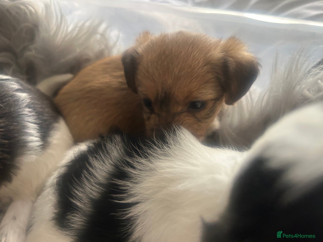 Jackapoo dogs for sale: 4 beautiful jackapoo boys - Image 14