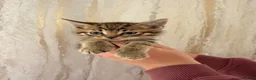 Maine Coon cats for sale: Half Maine coon kittens  - Advert 6