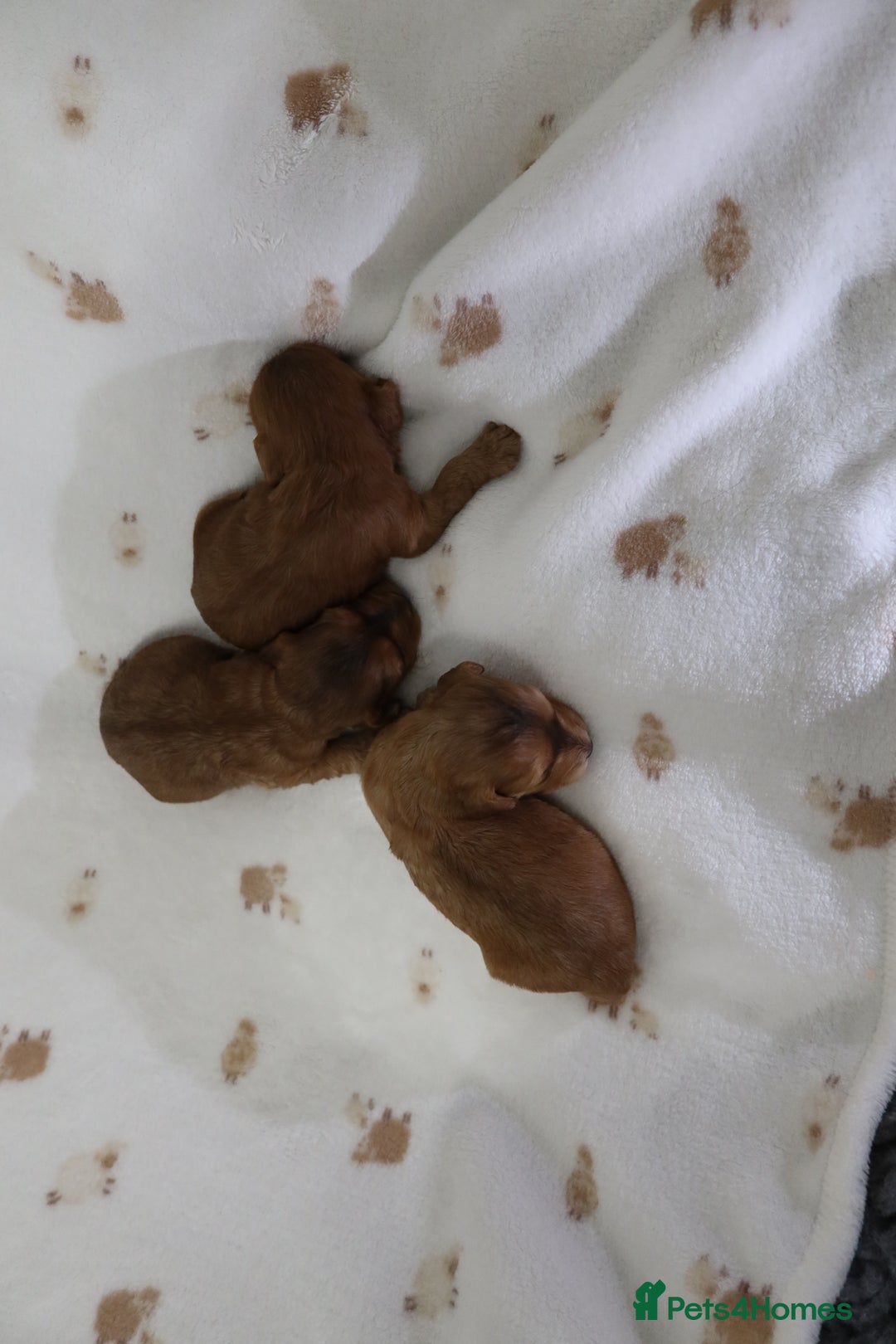 Cockapoo dogs for sale: 8 F1 Cockapoos available  - Advert 4