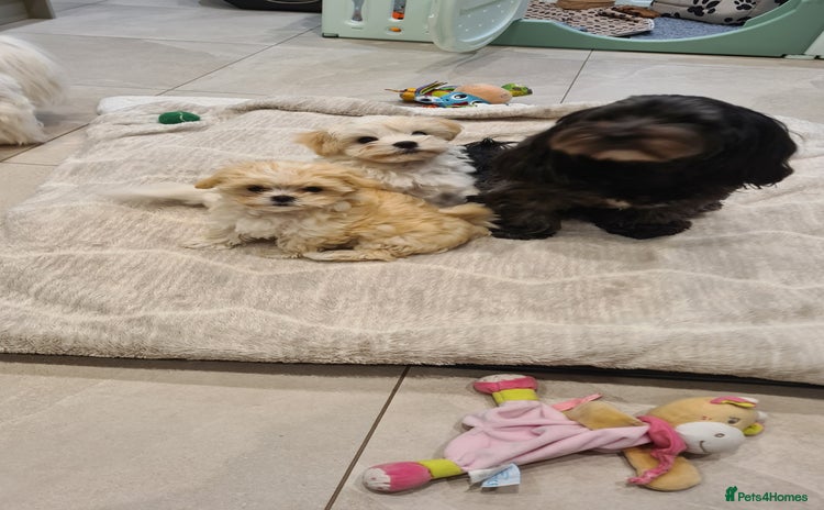 Mixed Breed dogs for sale - Advert 1