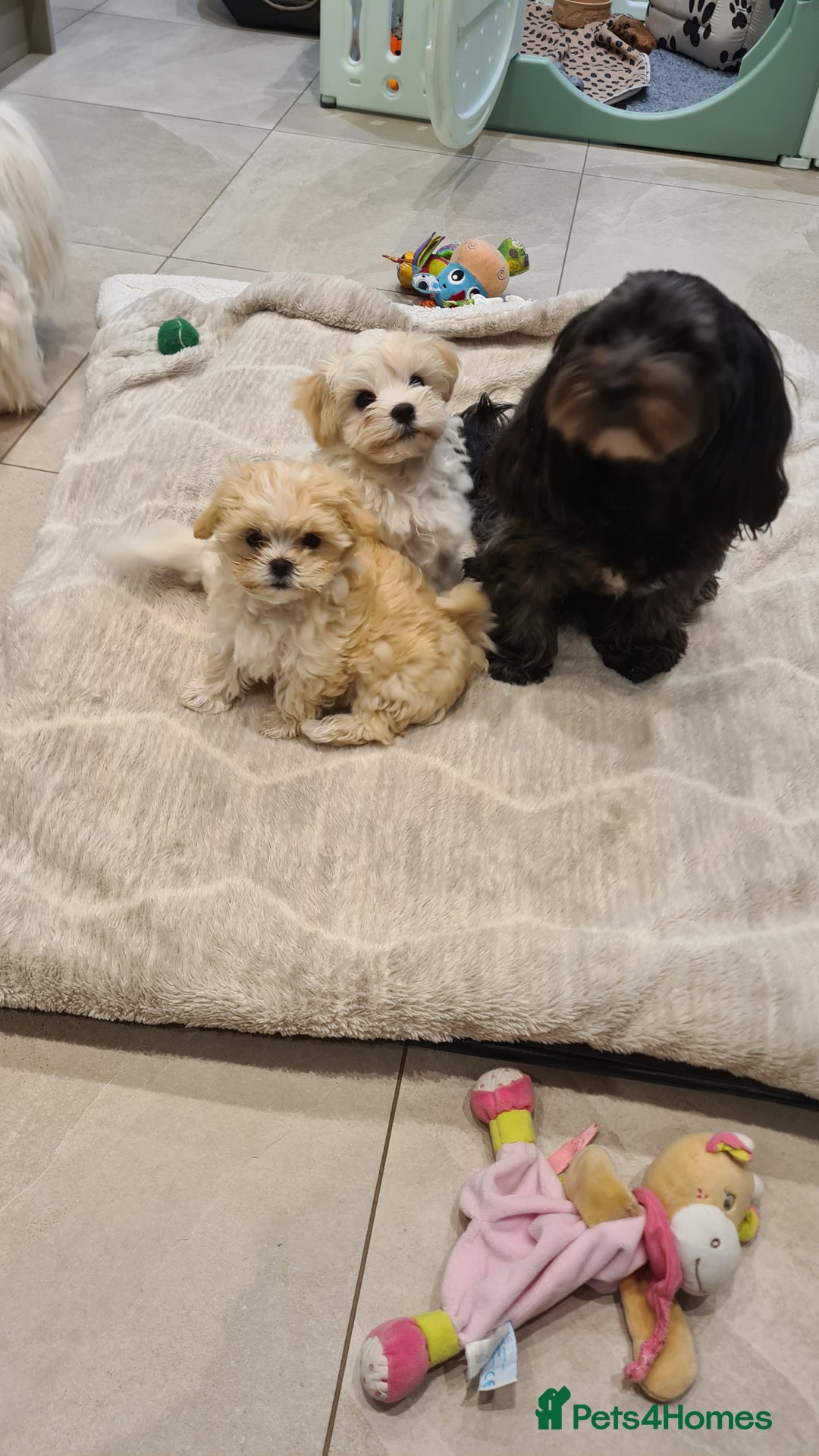 Mixed Breed dogs for sale: Havamalt pups - Image 1