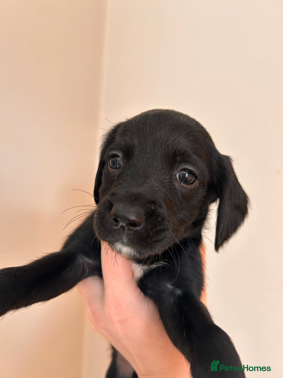 Cockerdor dogs for sale: 7 cockerdor puppies  - Image 1