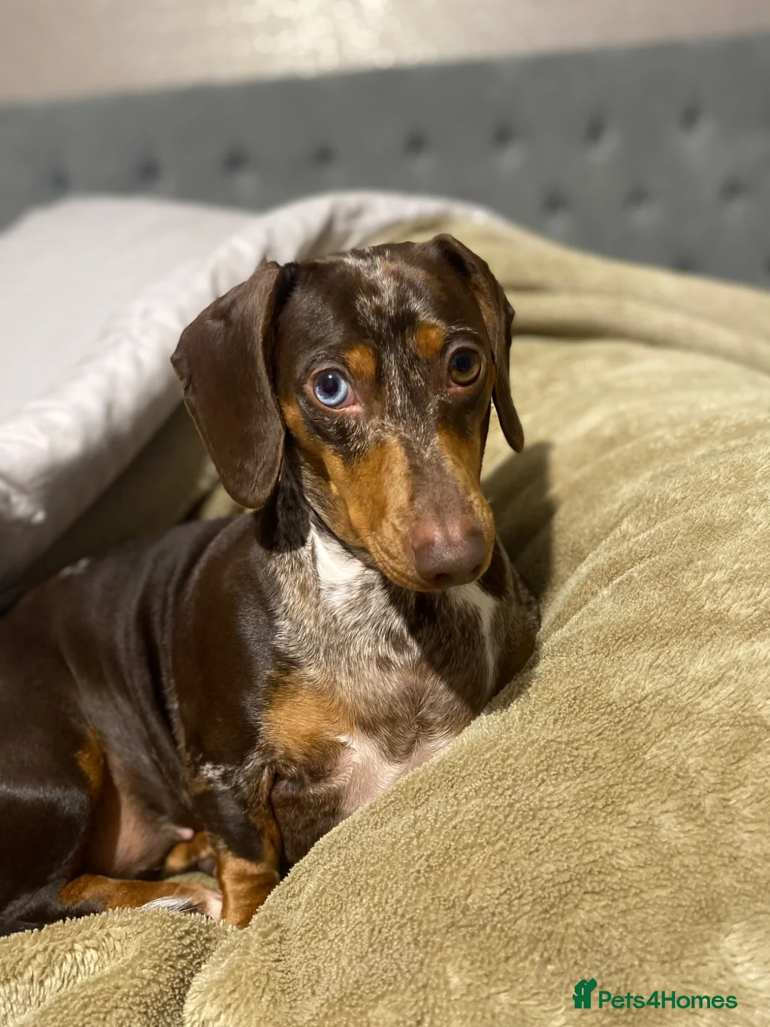 Miniature Dachshund dogs for sale: Stunning mini dach puppies - Advert 2