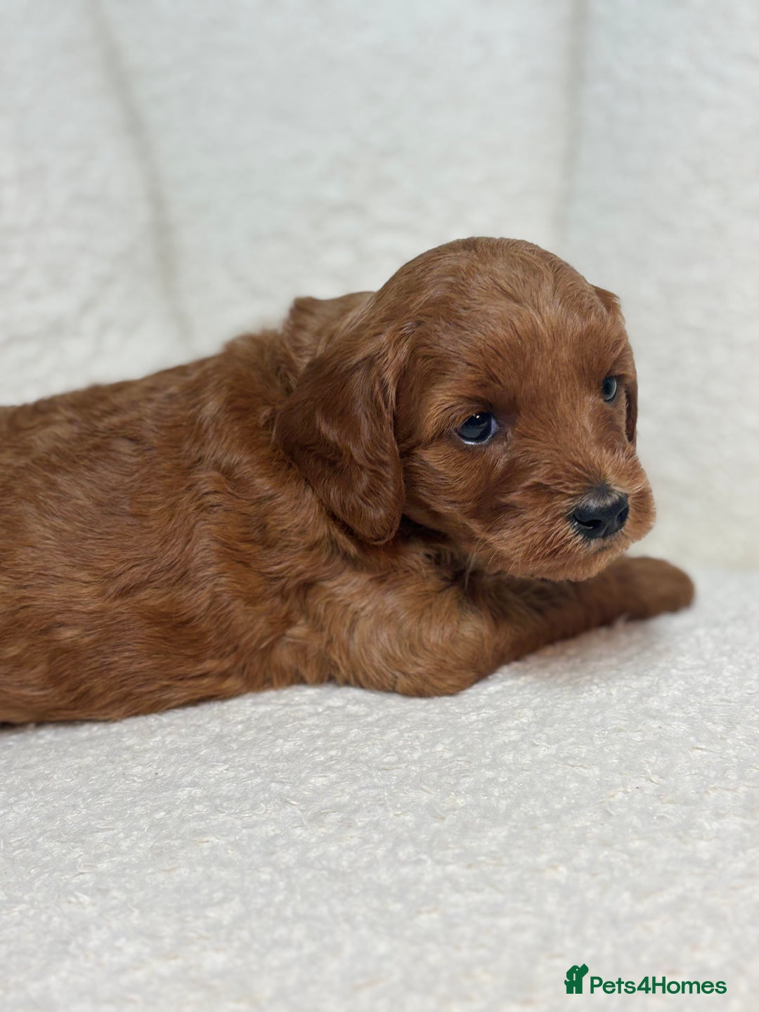 Goldendoodle dogs for sale: Red MINI Goldendoodle Puppies Hypoallergenic & DNA - Advert 11