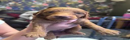 Mixed Breed dogs for sale: 7 week Cockadoodles. Reduced Price.  - Advert 29