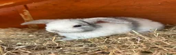 Mini Lop rabbits for sale: Five Baby Mini Lops - Advert 2