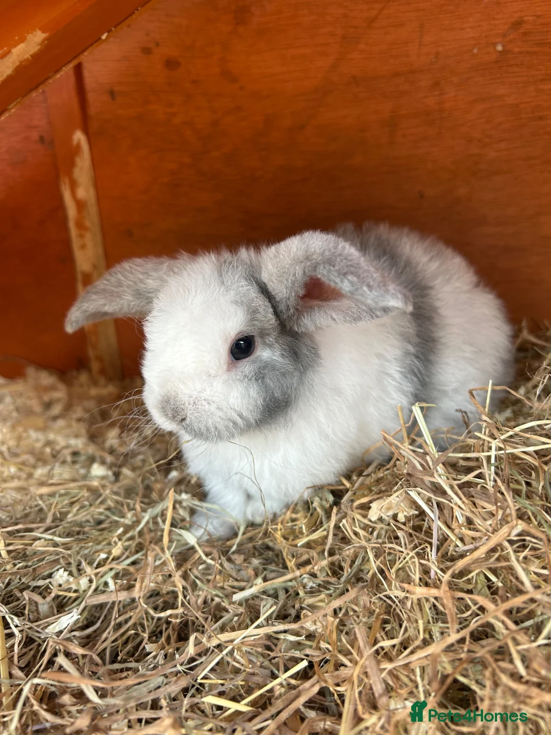 Mini Lop rabbits for sale: Five Baby Mini Lops - Advert 2