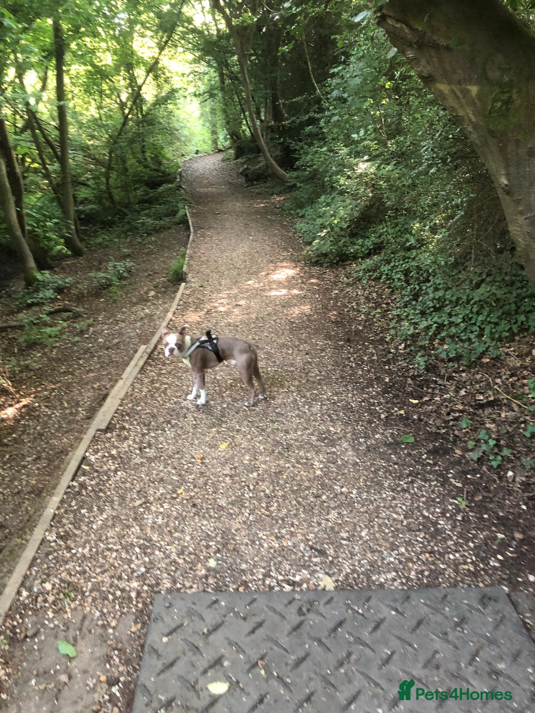 Boston Terrier dogs for stud: Bosten terrier for stud  - Advert 3