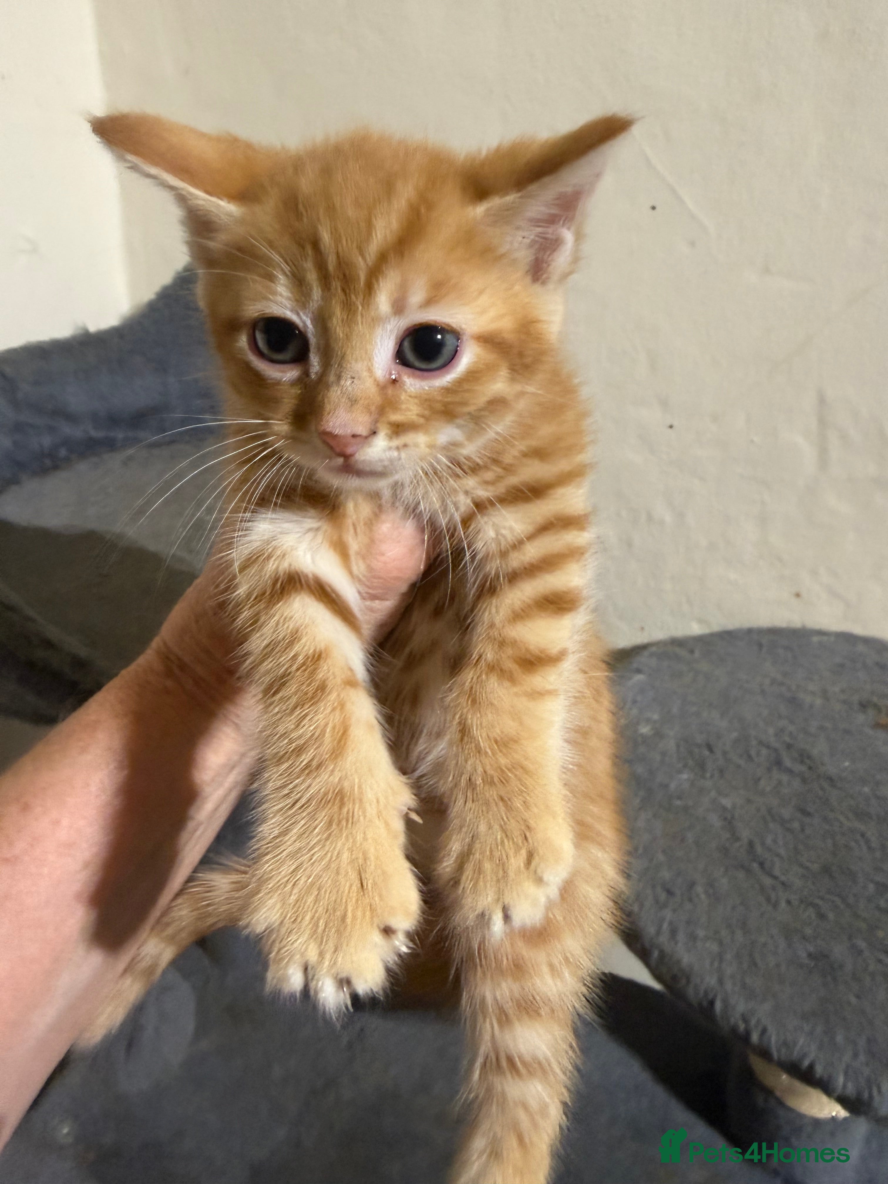 Maine Coon Kitten 6