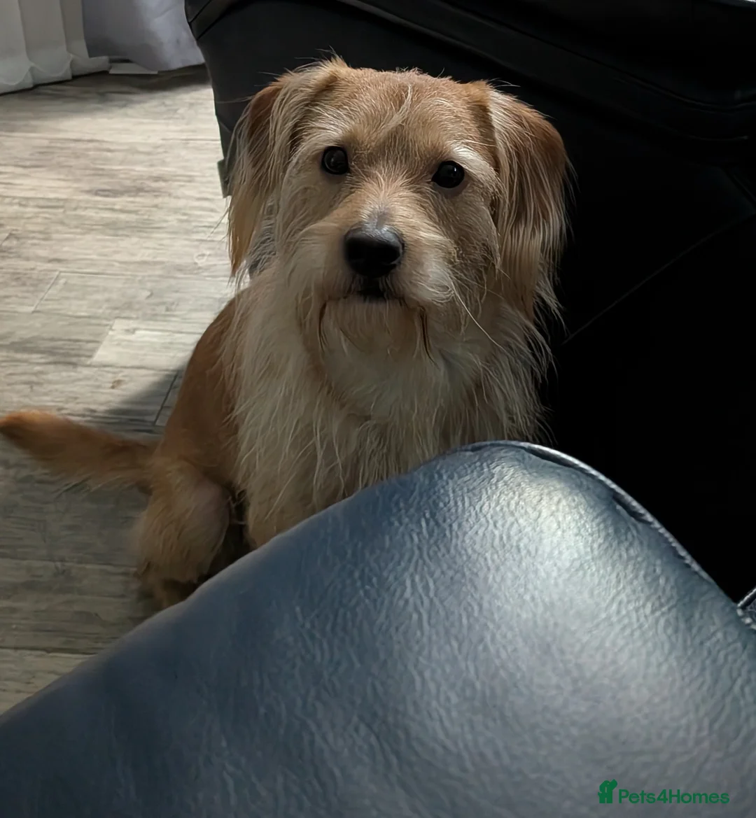 Labradoodle dogs for stud: Miniature labradoodle for Stud - Advert 2