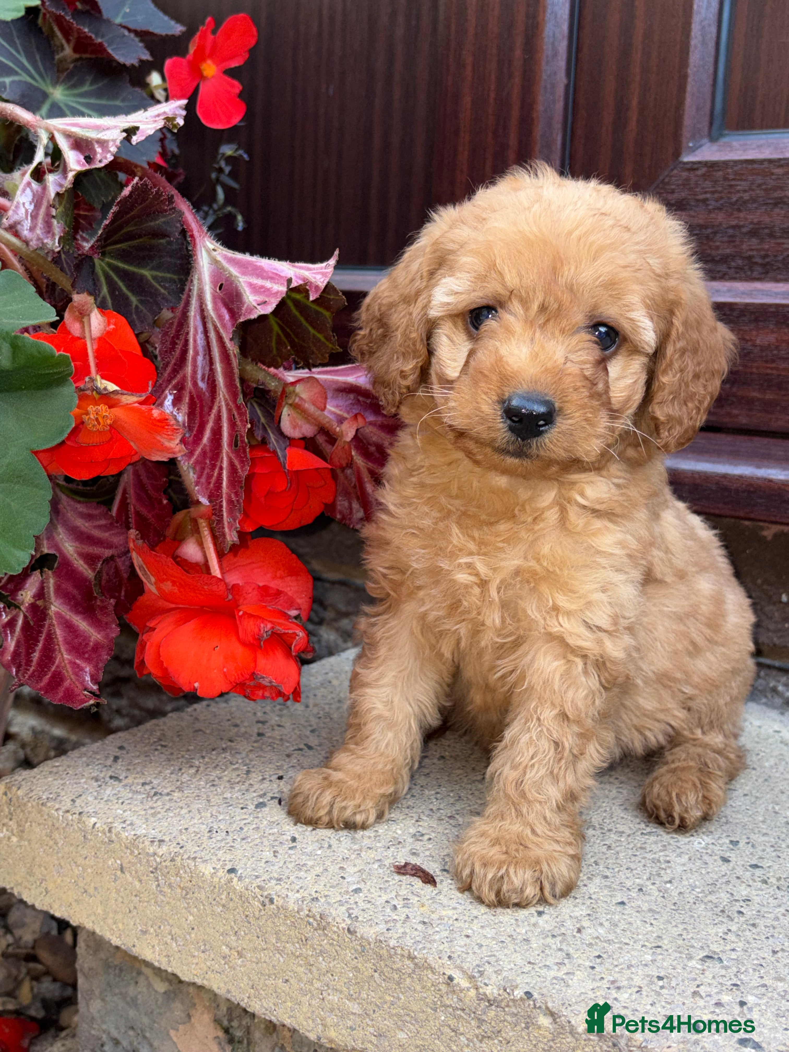 Labradoodle dogs ❤️❤️Ready Now❤️❤️ F1b Labradoodle Puppies  - Advert 2