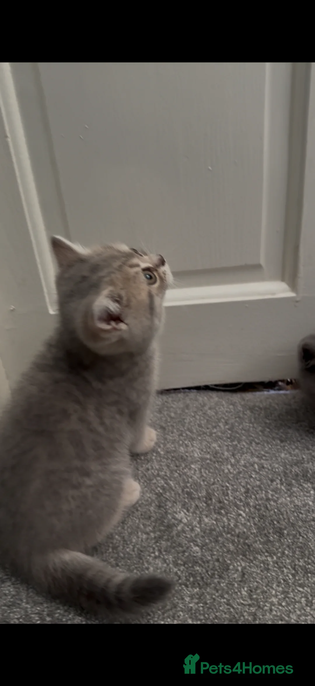 British Shorthair cats for sale: Lilac golden British shorthair kitten - Advert 2