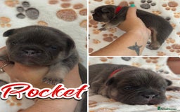 French Bulldog dogs for sale: 2 fluffy male French bulldogs - Image 5