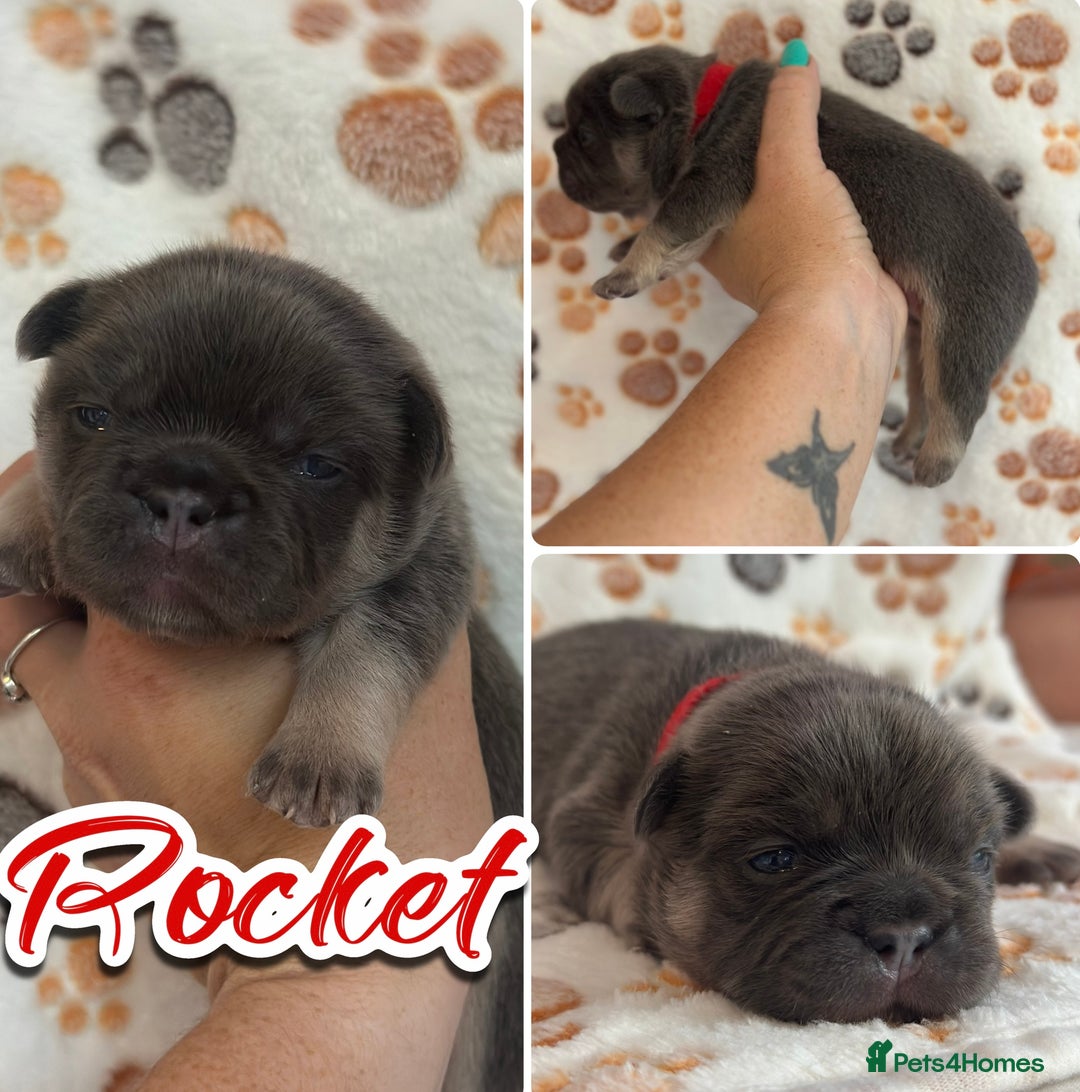 French Bulldog dogs for sale: 2 fluffy male French bulldogs - Image 5
