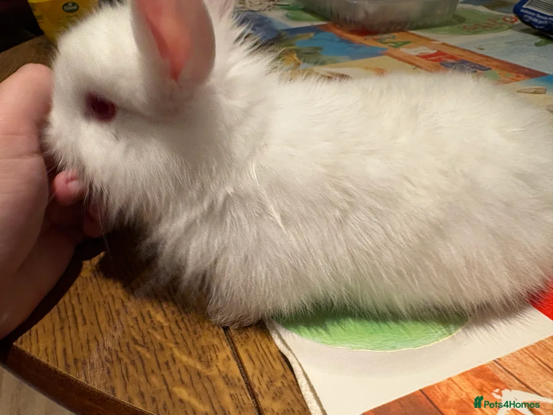 Lionhead rabbits for sale: 4 Lionhead bunnies for sale- mixed  - Advert 7