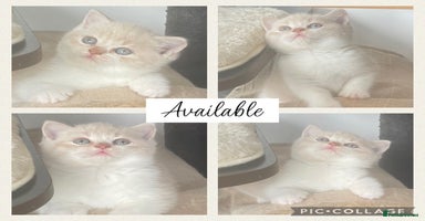 British Shorthair cats - Advert 10