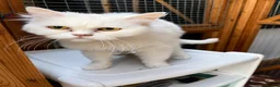Persian cats for adoption: 8 month old, Female, White Persian  - Advert 1
