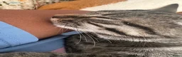 Mixed Breed cats for sale: Friendly female kitten  - Advert 5