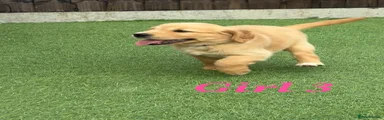 Golden Retriever 4