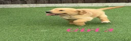 Golden Retriever dogs for sale: Kc registered golden retriever puppies !!! - Advert 16