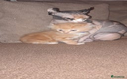 Sphynx cats for sale: Sphynx varient x ragdoll elf ears - Image 12