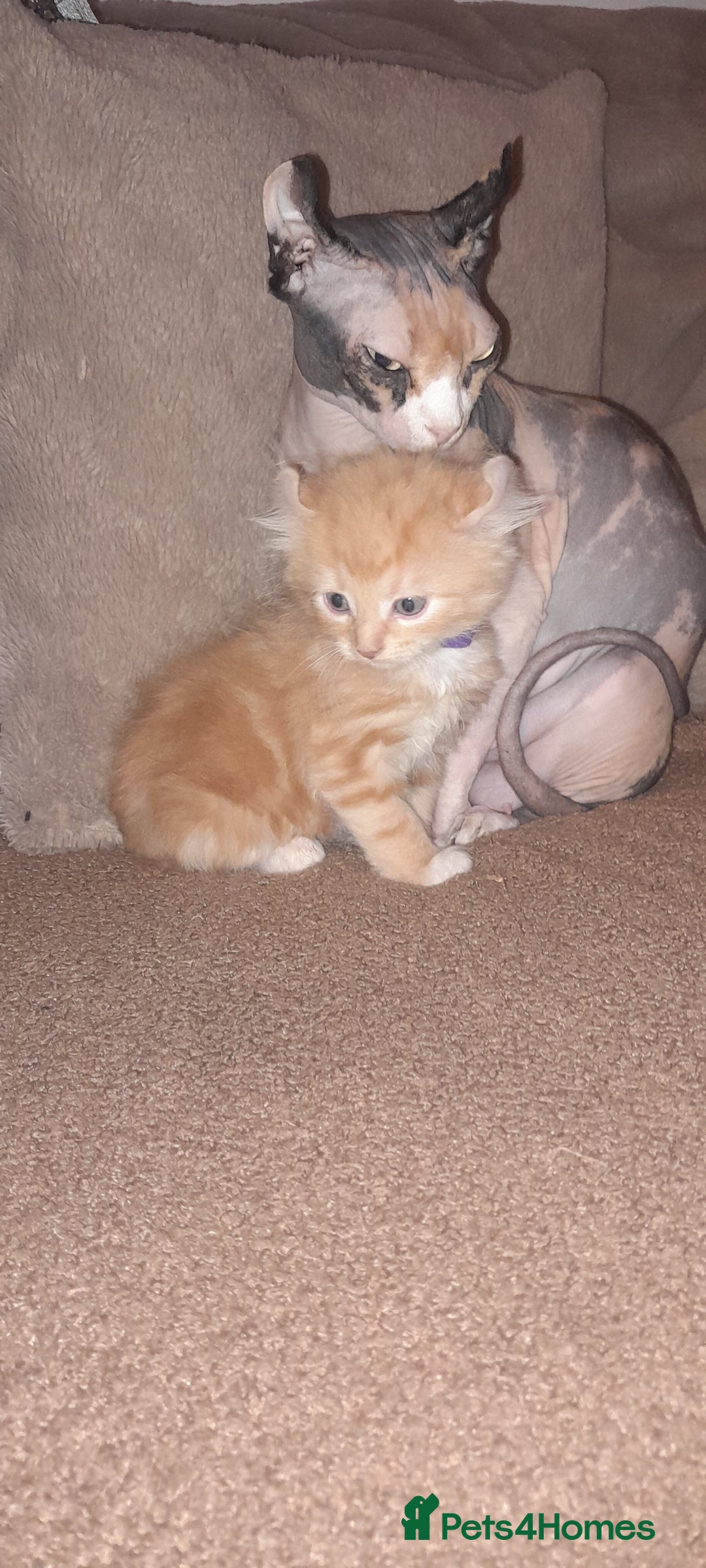 Sphynx cats for sale: Sphynx varient x ragdoll elf ears - Image 12