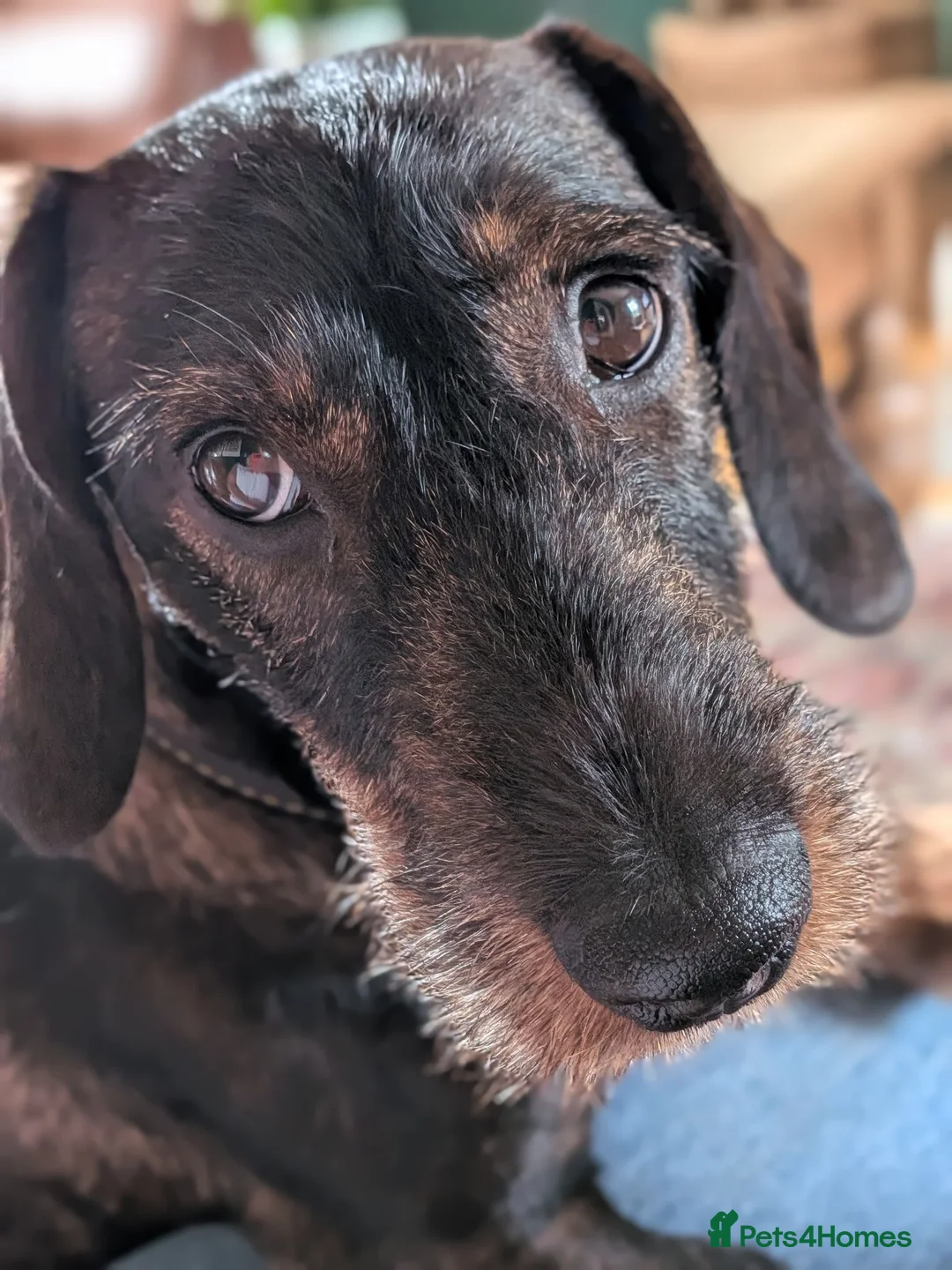 Dachshund dogs for stud: Teckel Dachshund for stud in Wincanton - Advert 2
