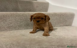Cavalier King Charles Spaniel dogs for sale: Cavalier King Charles  - Image 35