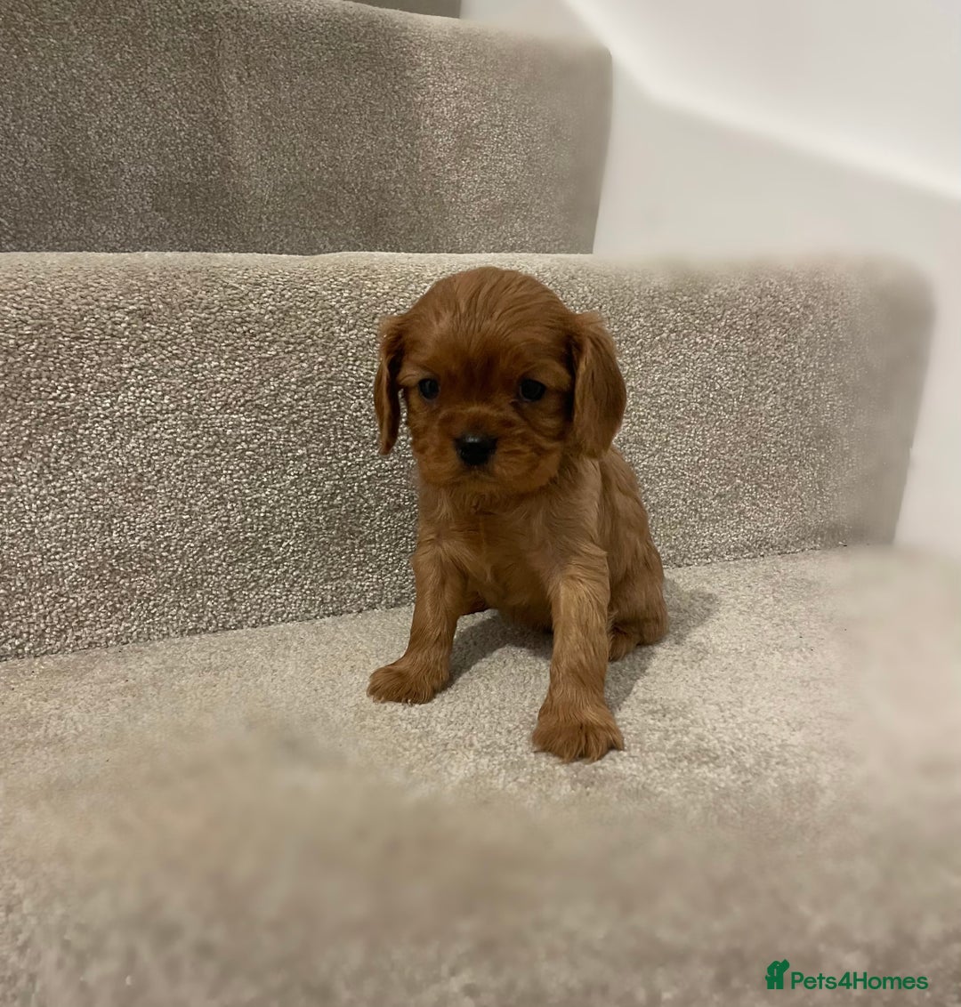 Cavalier King Charles Spaniel dogs for sale: Cavalier King Charles  - Image 35