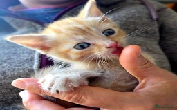 Mixed Breed cats for sale: 5 Adorable Kittens Ready for New Homes 🐾 - Image 7
