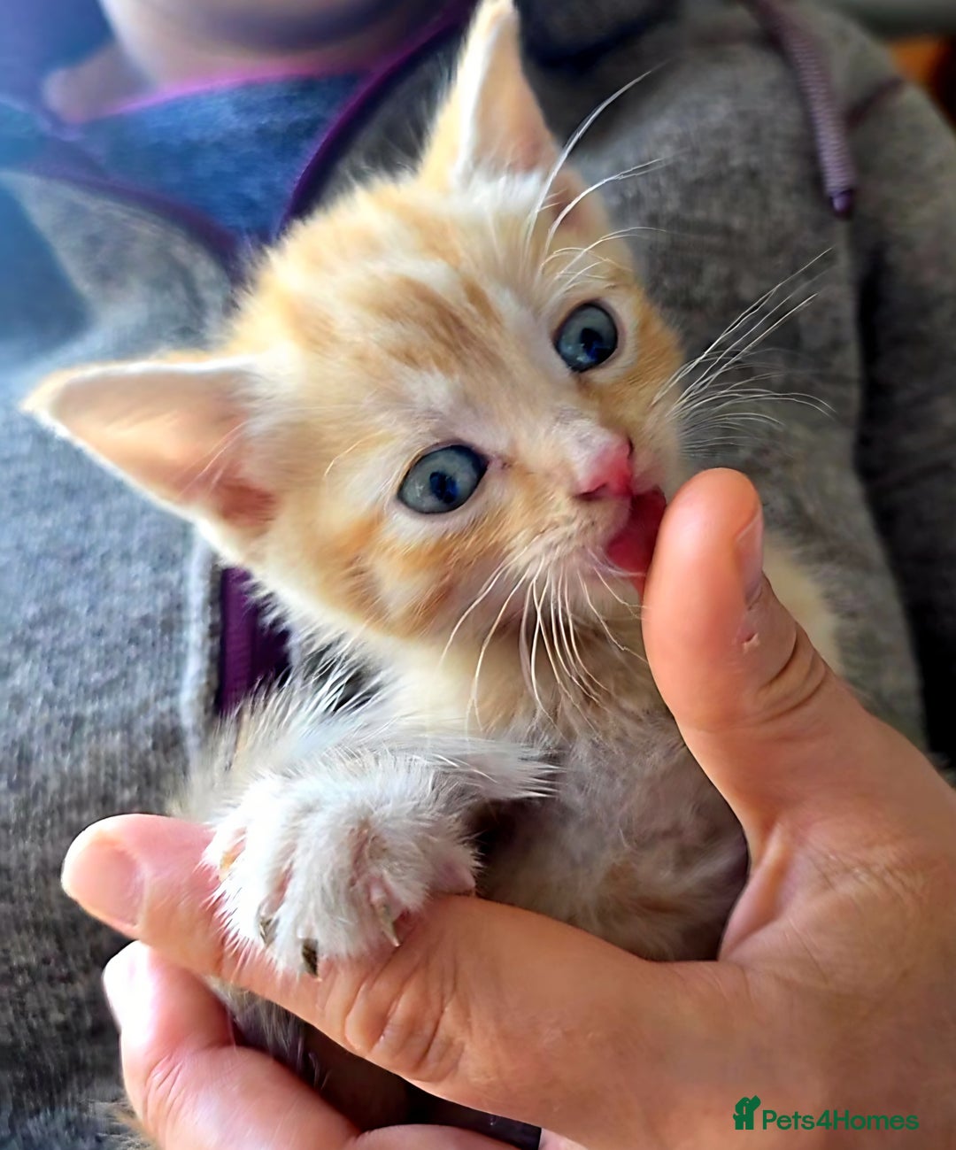Mixed Breed cats for sale: 5 Adorable Kittens Ready for New Homes 🐾 - Image 7