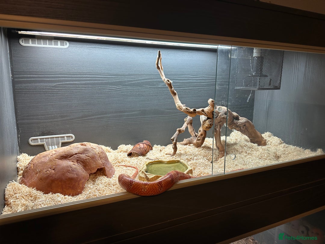 Corn Snake reptiles for sale: Amel corn snake and viv - Advert 1