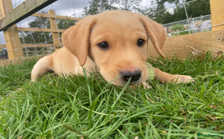 Labrador Retriever dogs - Advert 4