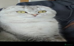 Scottish Fold cats for sale: Beautiful Scottish fold/straight kittens  - Image 14