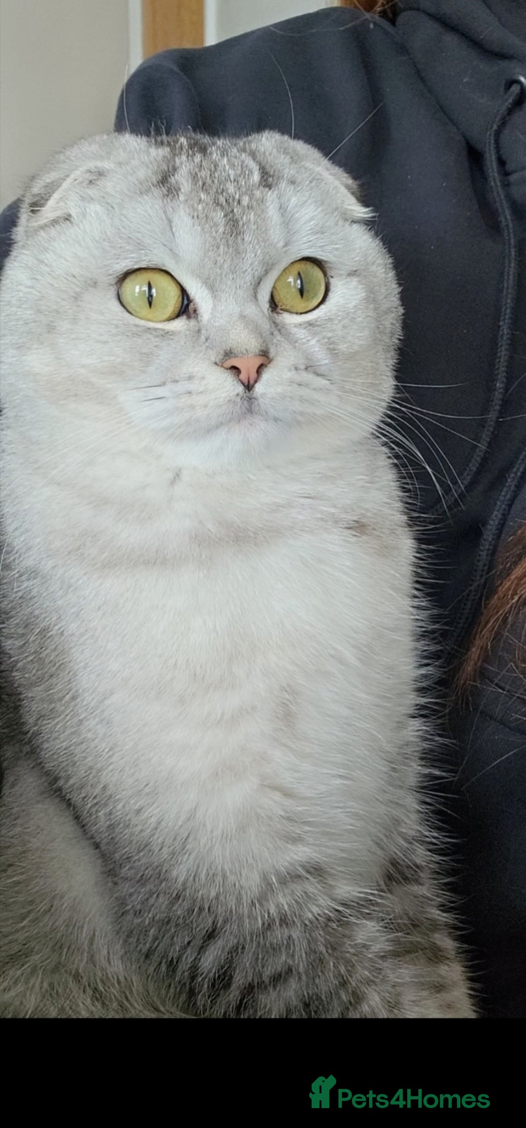 Scottish Fold cats for sale: Beautiful Scottish fold/straight kittens  - Image 14