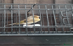 Mixed Breed birds for sale: 2025 Goldfinch mule  - Image 4