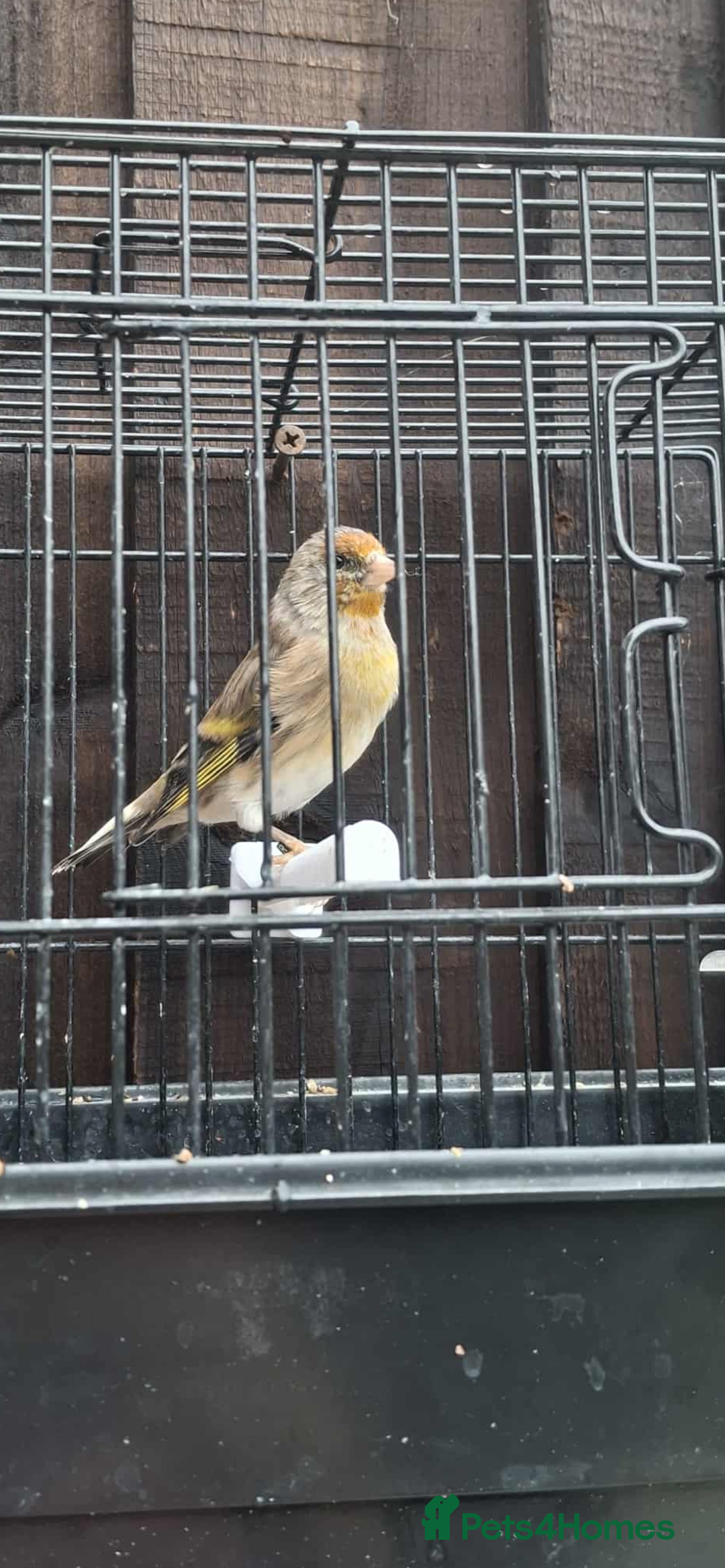 Mixed Breed birds for sale: 2025 Goldfinch mule  - Image 4