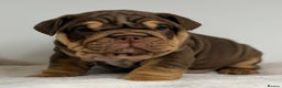 English Bulldog dogs for sale: *Stunning* KC English bulldog puppies ready soon!! - Advert 8