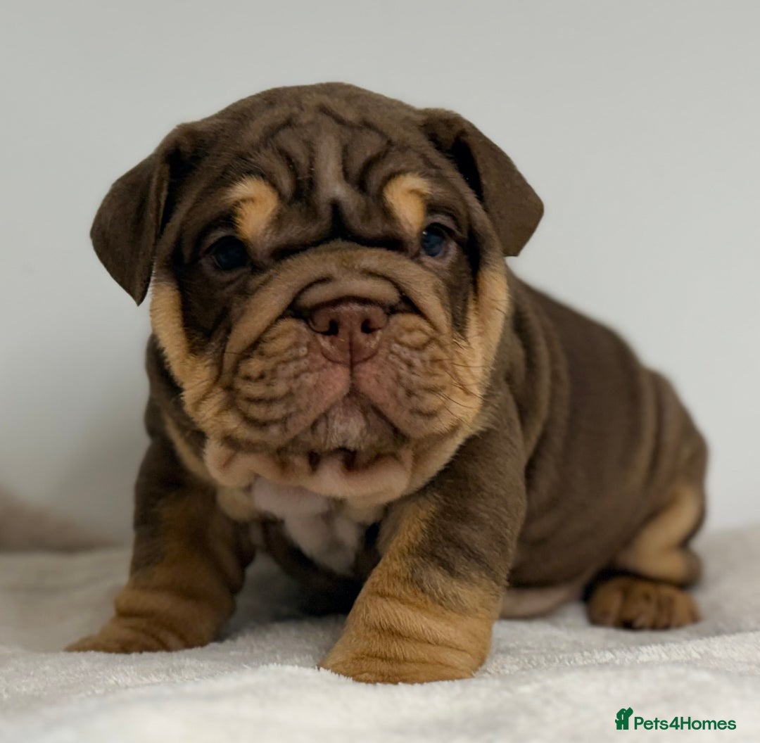 English Bulldog dogs for sale: *Stunning* KC English bulldog puppies ready soon!! - Advert 8