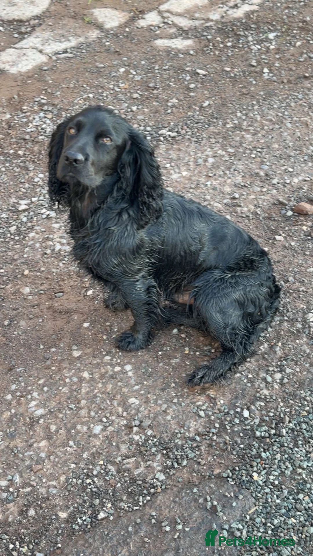 Cocker Spaniel dogs for sale: Cocker puppies  in Taunton - Advert 5