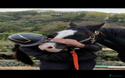 Welsh Section D horses for sale: Ebony - A 148 with huge potential !! - Image 5