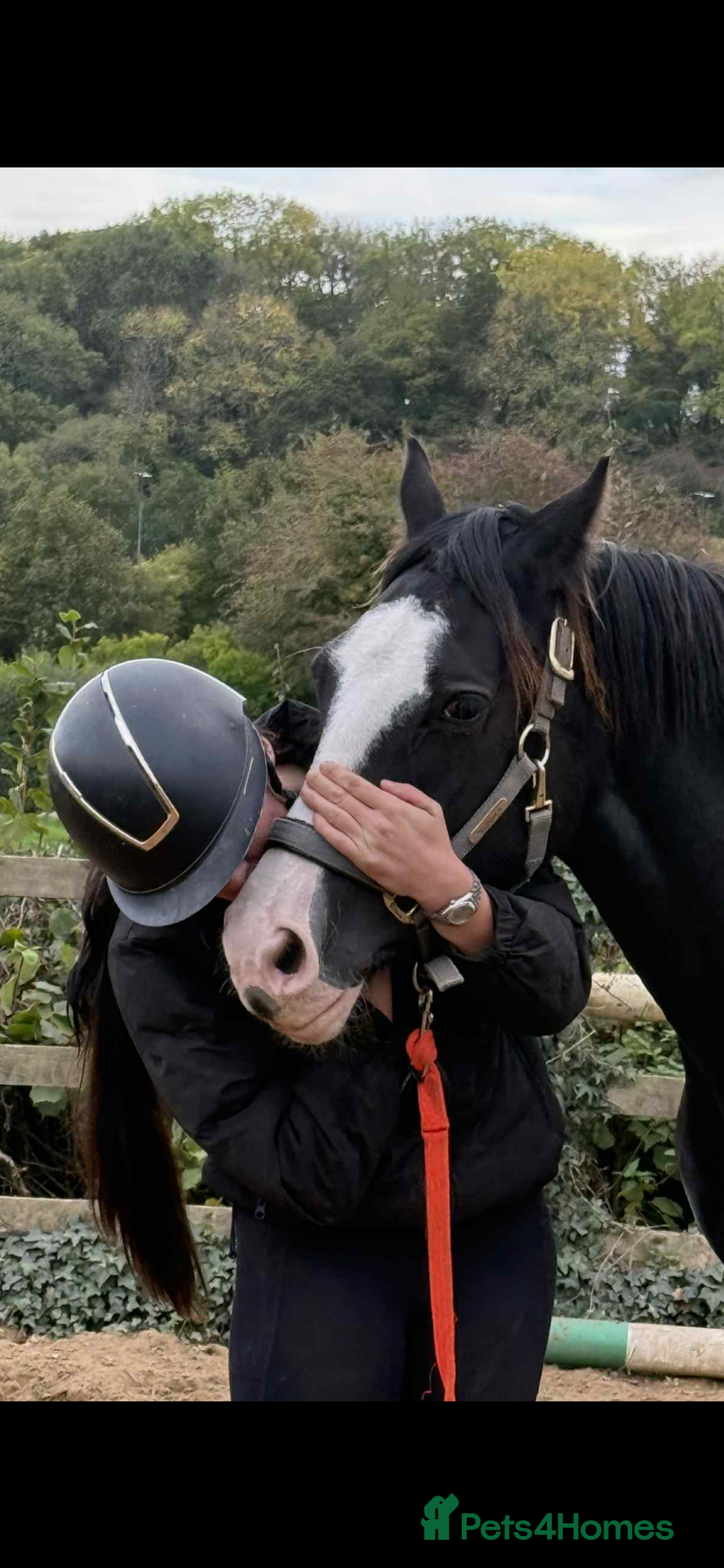 Welsh Section D horses for sale: Ebony - A 148 with huge potential !! - Image 5