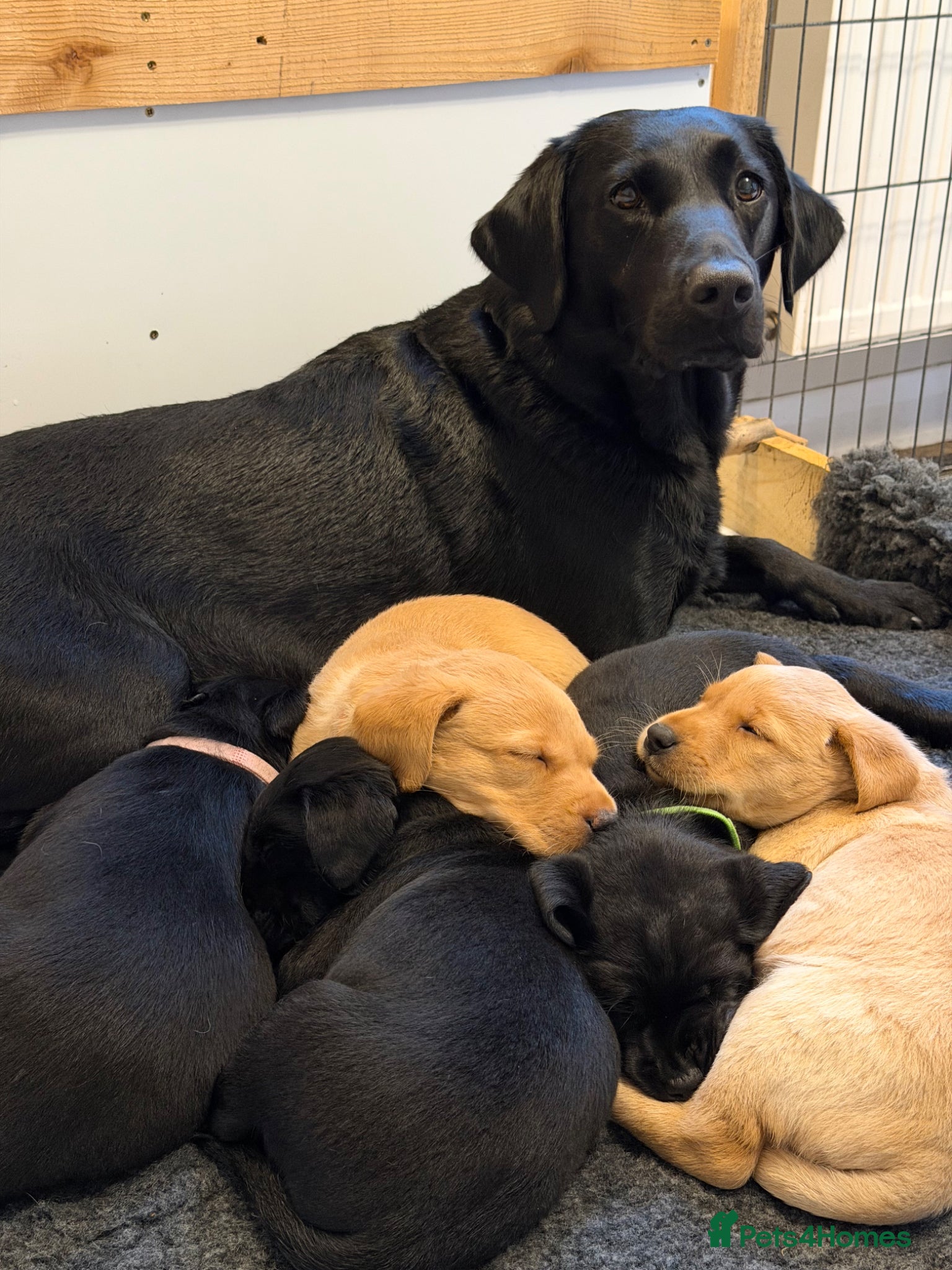 Labrador Retriever dogs KC Labrador Retriever Puppies (9th generation) - Advert 1