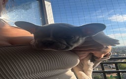 French Bulldog dogs for sale: Stunning ** French bulldogs  - Image 7