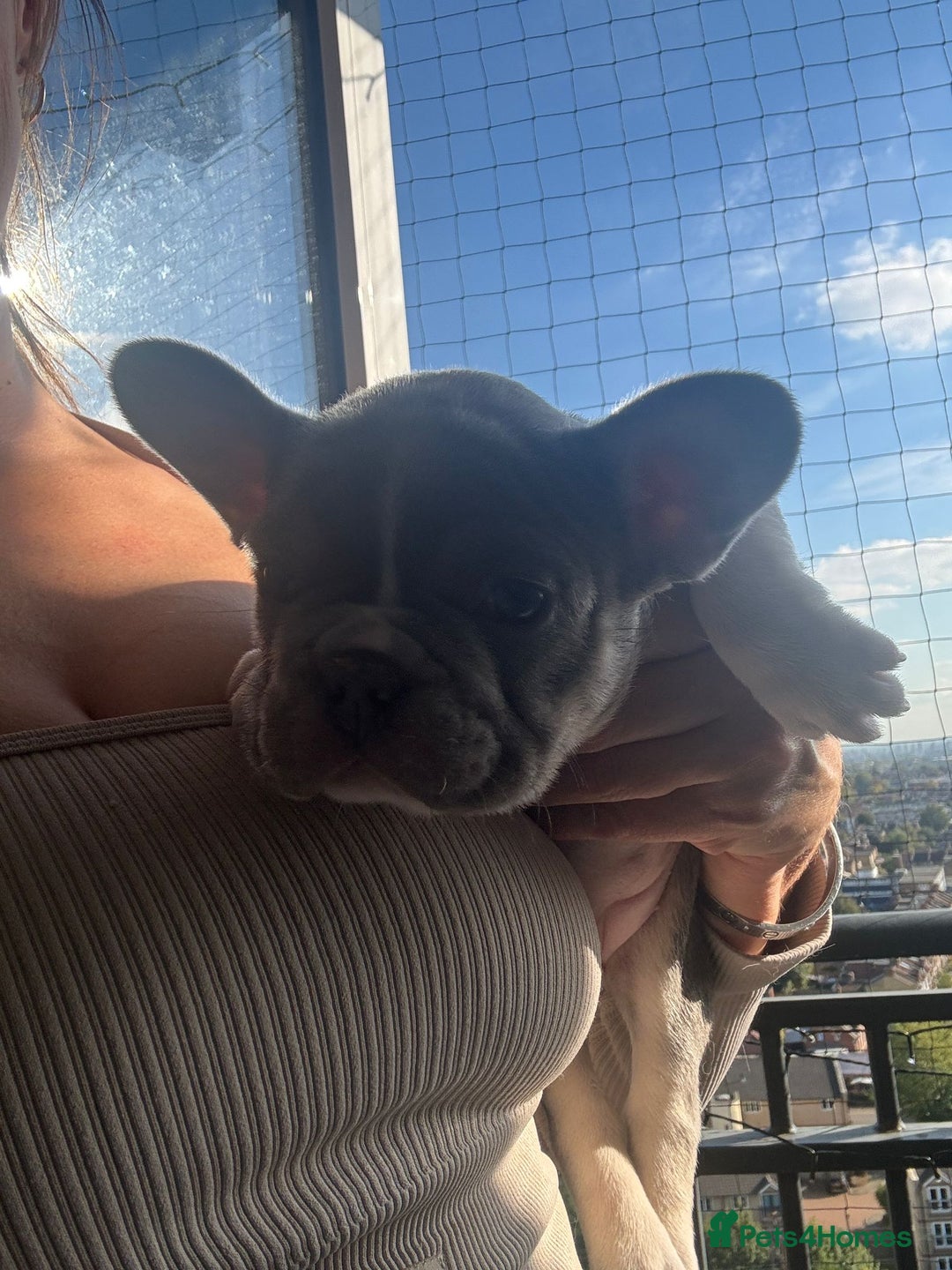 French Bulldog dogs for sale: Stunning ** French bulldogs  - Image 7