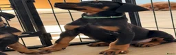 Dobermann dogs for sale: ⭐ READY NOW ⭐ 1 LEFT!! Doberman Puppies for sale  - Advert 7