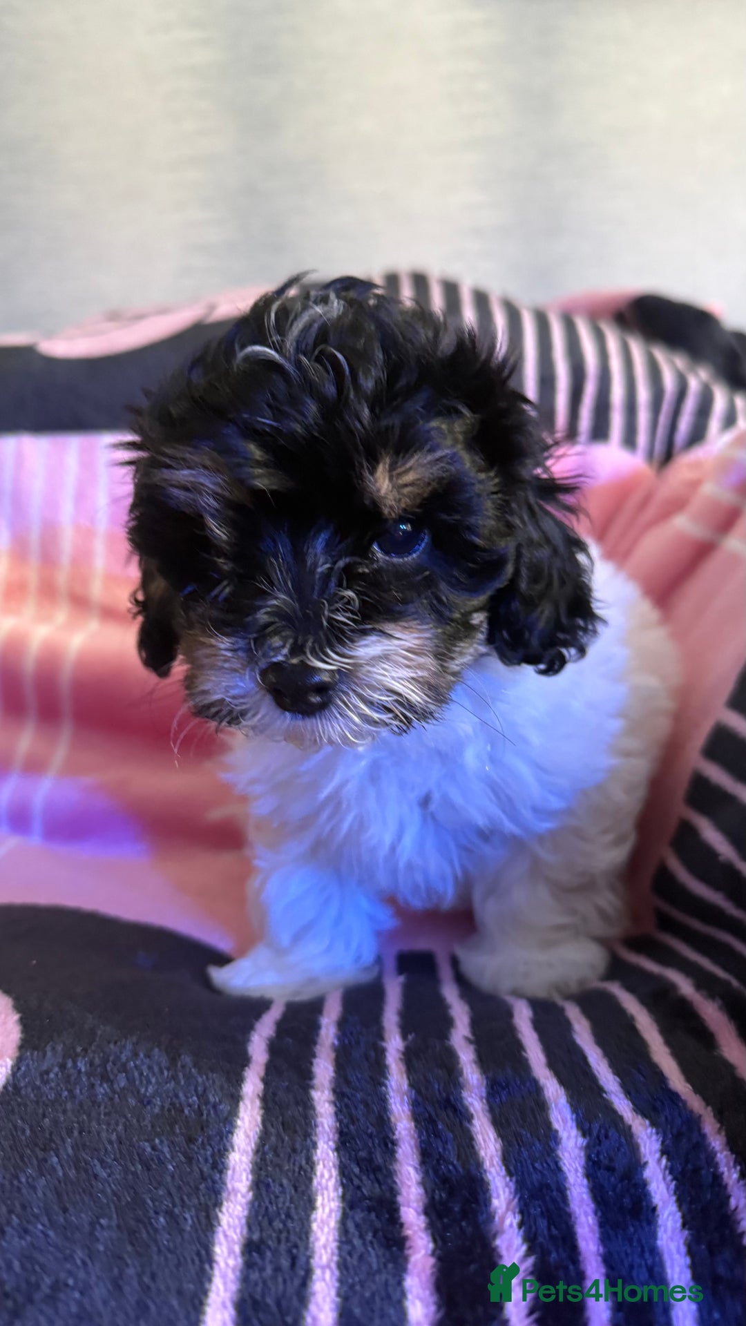 Maltipoo dogs for sale: TINY MALTIPOOS - Image 2