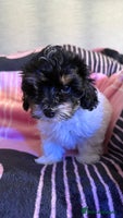 Maltipoo dogs - Advert 2