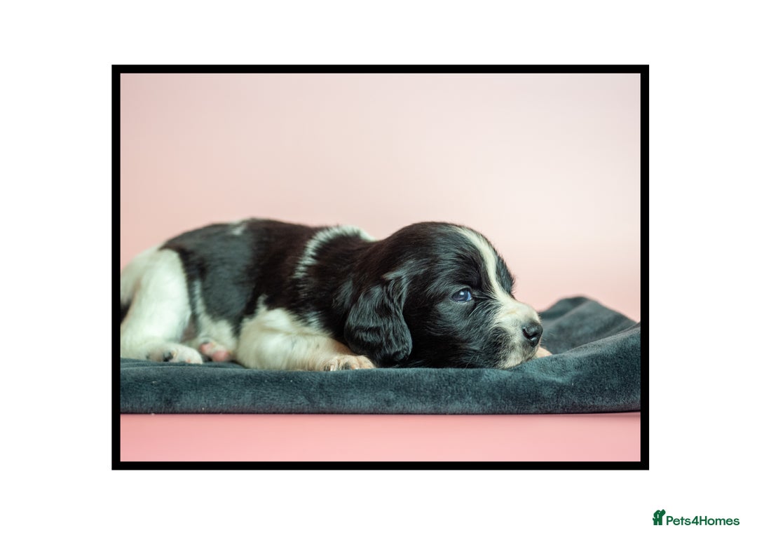 English Springer Spaniel dogs for sale: ✨ KC Registered Springer Spaniel Puppies ✨ - Advert 22